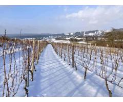 Ich suche einen Job in einem Weinberg