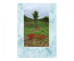 Zeilenaufrichtgerät