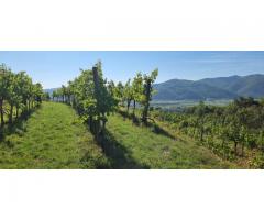 Wachauer Weingarten in Top-Lage zu verpachten