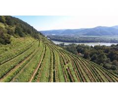 Wachauer Weingarten in Top-Lage zu verpachten