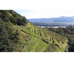 Wachauer Weingarten in Top-Lage zu verpachten