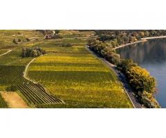 Verkaufe / verpachte Weingarten in der Wachau