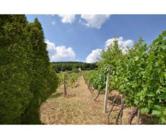 Anwesen mit Weinberg und Wohnhaus in Vinica / Slowakei