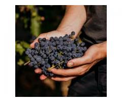 BIO-REGENT TRAUBEN (Selektive Handlese) – Ideal für Wein, Rosé, Cuvée & Saft