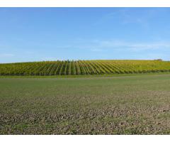 Weinberge zu verpachten / Pflanzrechte zu verkaufen in Franken