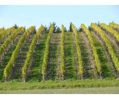 Weinberge zu verpachten / Pflanzrechte zu verkaufen in Franken