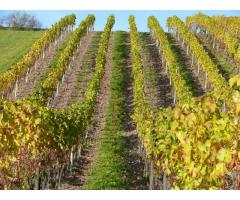 Weinberge zu verpachten / Pflanzrechte zu verkaufen in Franken