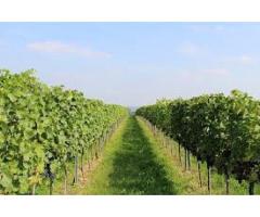 Weingarten mit Tropfbewässerung zu verpachten, 1,4 Hektar